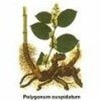 Polygonum Cuspidatum Extract 90%trans-polydatin