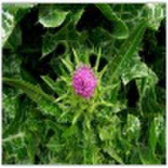 Milk Thistle  Extract