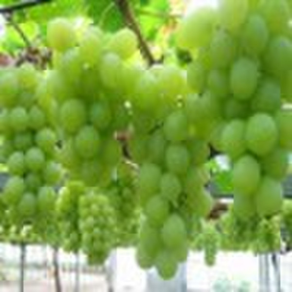 Grape seed extract