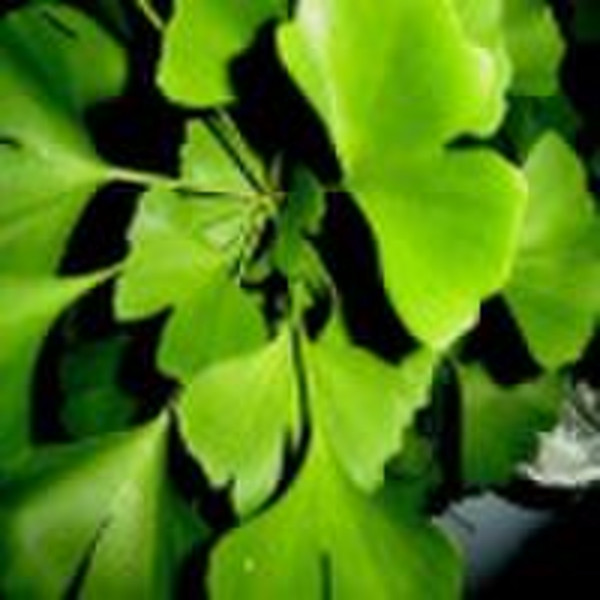 Ginkgo Biloba P.E