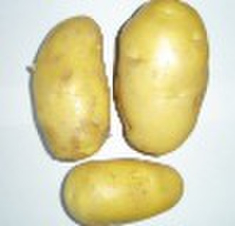 frische Kartoffel