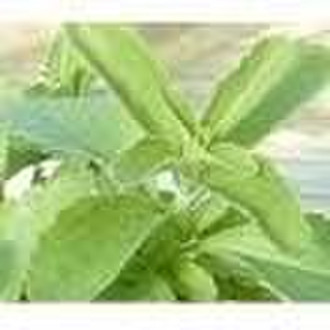 Stevia Leaf Extract Stevia rehaudiana Bertoni Stev