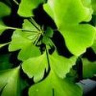 Ginkgo Biloba Extract(Maidenhair tree Extract)