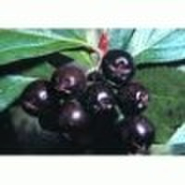 Aronia Chokeberry Extract( Aronia Melanocarpa Ell