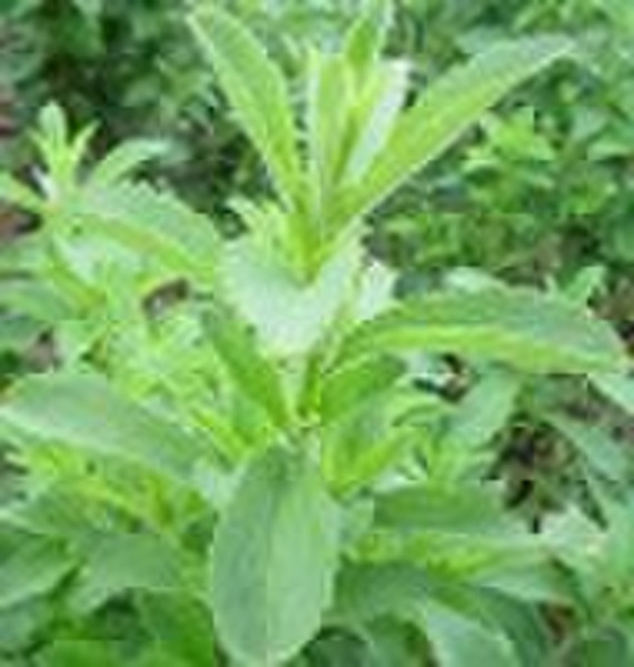 Stevia Extract (Stevioside)