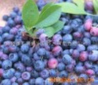 Bilberry Extract(Anthocyanidin)