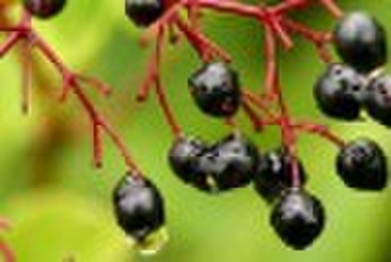 Elderberry Fruit Extract (Anthocyanidin)