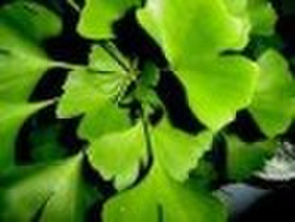 Ginkgo biloba  plant extract