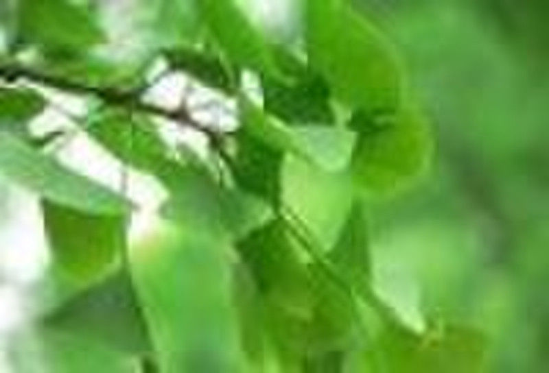 Ginkgo biloba  plant extract