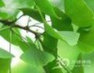 Ginkgo biloba  plant extract