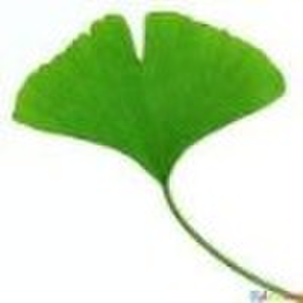 Ginkgo biloba  plant extract