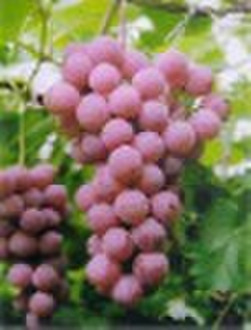 Grape seed P.E.