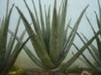 Aloe Vera Extrakt