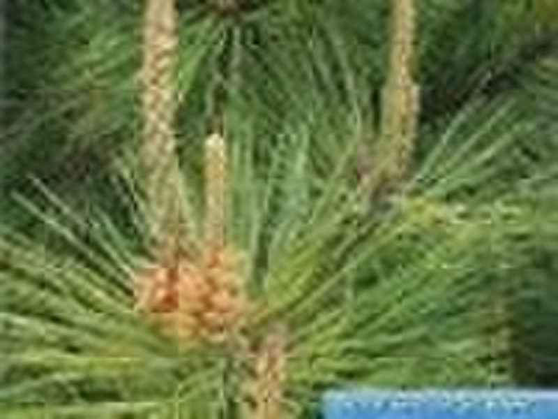 Pine needle extract