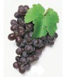 grape seed P.E./Vitis vinifera L./grapestone  extr