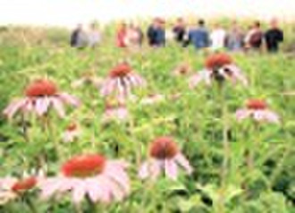 Echinacea Herb P.E./Echinacea purpurea extract/Ech