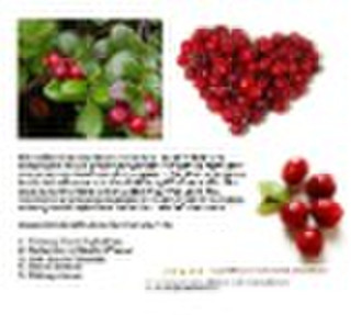 cranberry extract/proanthocyanidins