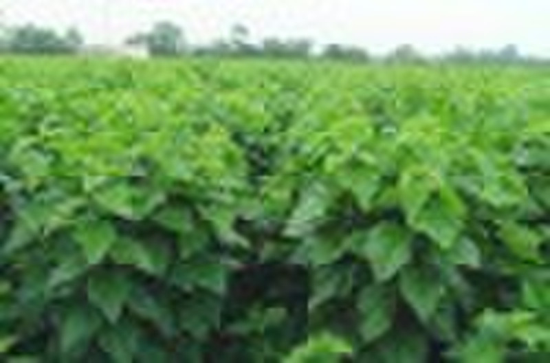 dried mulberry leaf /mulberry fruit/extract