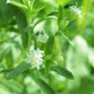 Stevia