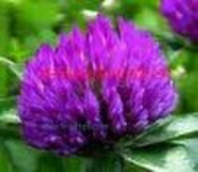 Red Clover P.E. Isoflavones