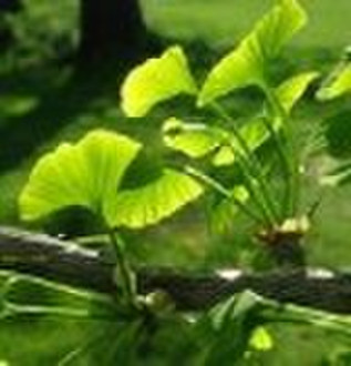 Ginkgo Biloba P.E