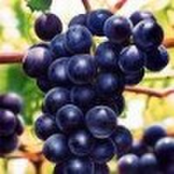 Grape Seed P.E polyphenols