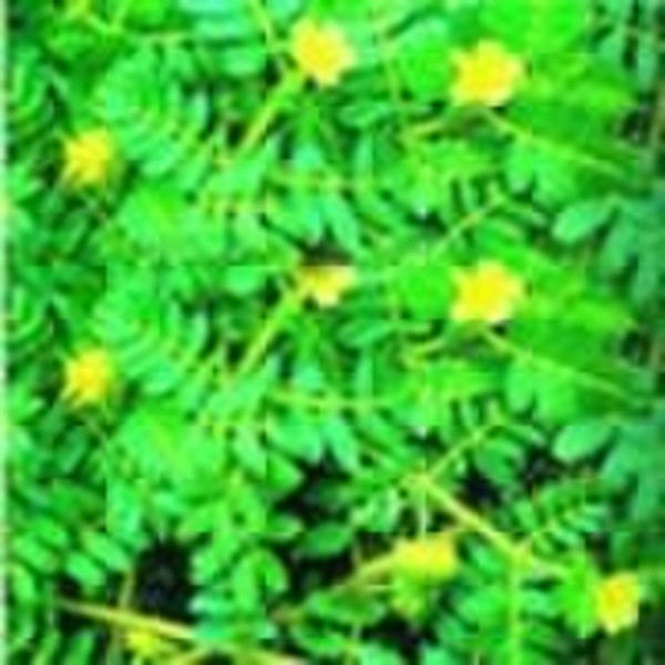 Tribulus Terrestris P.E