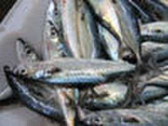 Gefrorenen Makrelen (weiß Bauch)