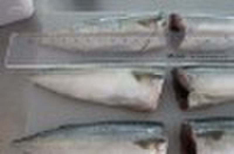frozen pacific mackerel (HGT)