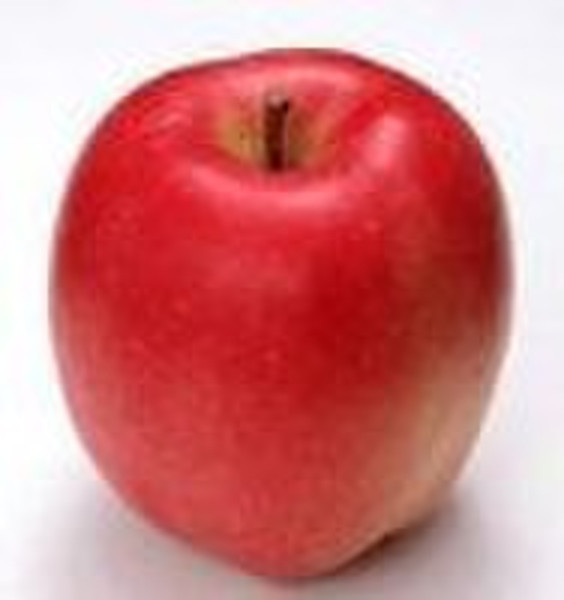 Apple extract powder (10:1)