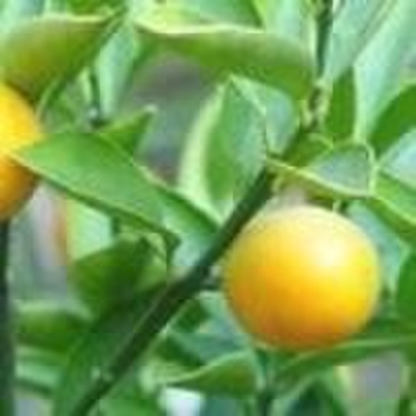 Naringin 98%  (Citrus paradisi macfadaurantiin)