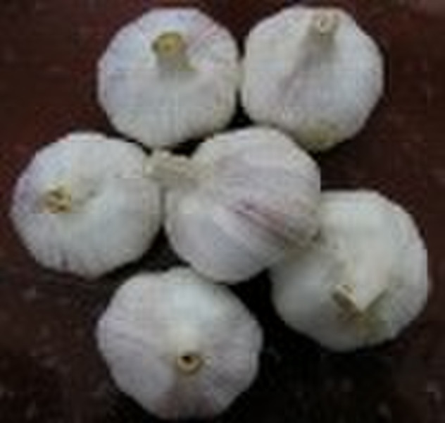 Garlic Extract