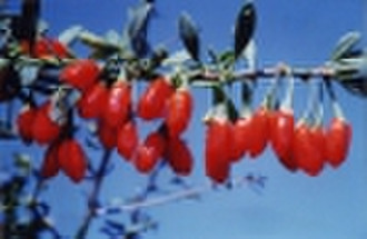 Sell Wolfberry (Goji) Extract