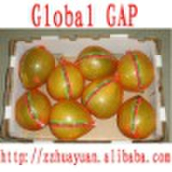 fresh  pomelo