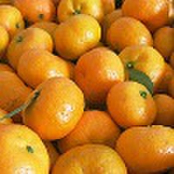 Top Nanfeng orange