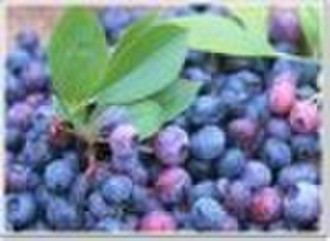 Bilberry Extract with 25% Anthocyanidins UV