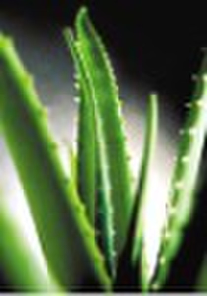 aloevera drink juice gel