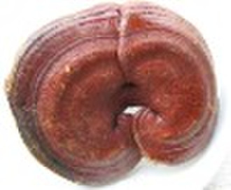 Reishi mushroom Ling zhi, Chinese Herbal Tea