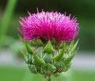 Milk Thistle extract 80% Silymarin (UV)