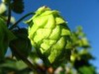 Hops Flower extract  0.35% Flavonoids as Rutosid (