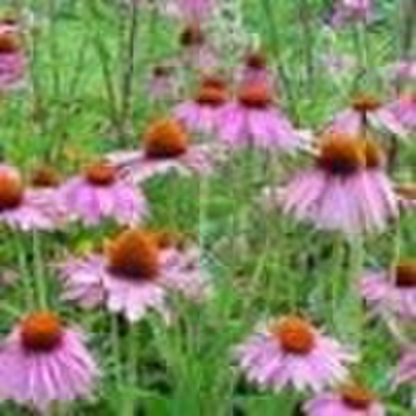 Echinacea Purpurea Herb 4%