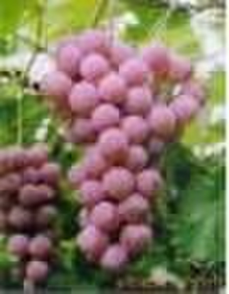 Grape seed Extract (natural plant extract)