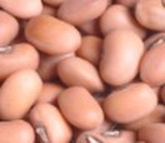 Cowpea