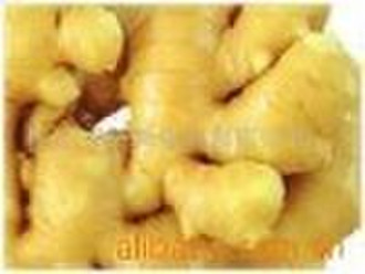 fresh ginger from xiaodian
