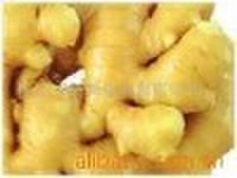 fresh ginger from xiaodian