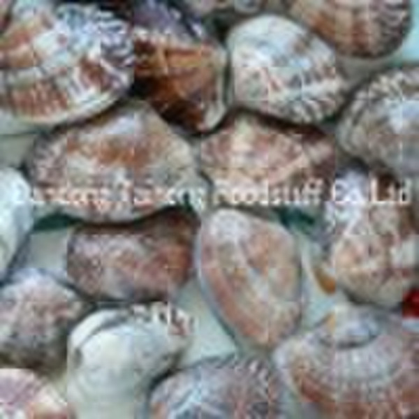 Frozen boiled clam Frozen food  Vacuum packed