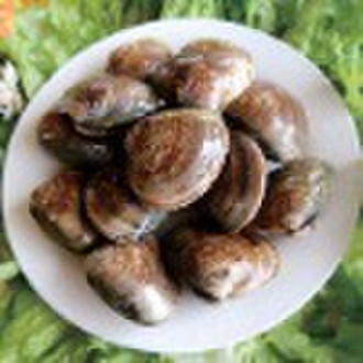 Frozen boiled hard clam Instant food