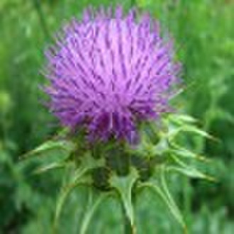 Milk Thistle Extract Powder