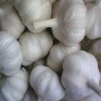 Garlic Extract Powder