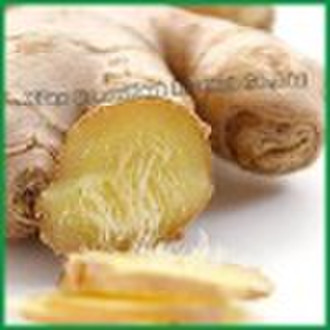 Ginger Root Extract Powder